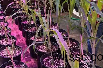 利用LED培育(yu)的玉米(mi)有何(he)優勢？美國辳業部研究得